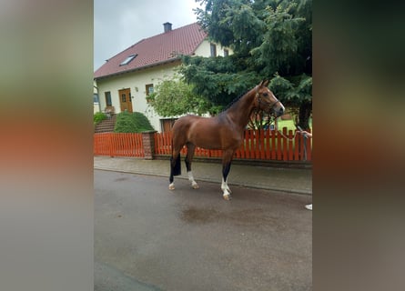 Deutsches Sportpferd, Stute, 4 Jahre, 169 cm, Brauner