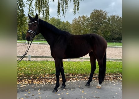 Deutsches Sportpferd, Stute, 4 Jahre, 169 cm, Dunkelbrauner