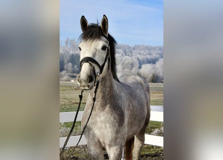 Deutsches Sportpferd, Stute, 4 Jahre, 170 cm, Apfelschimmel