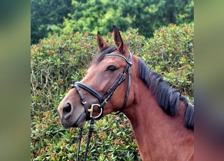 Deutsches Sportpferd, Stute, 4 Jahre, 170 cm, Brauner