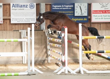 Deutsches Sportpferd, Stute, 4 Jahre, 170 cm, Brauner