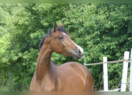 Deutsches Sportpferd, Stute, 4 Jahre, 170 cm, Brauner