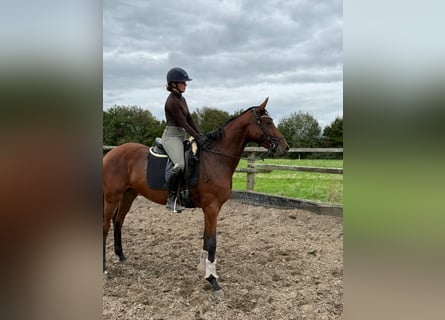 Deutsches Sportpferd, Stute, 4 Jahre, 170 cm, Brauner