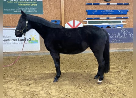 Deutsches Sportpferd, Stute, 4 Jahre, 170 cm