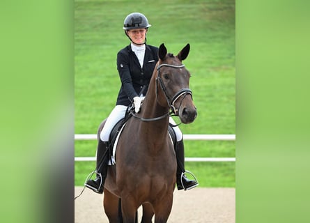 Deutsches Sportpferd, Stute, 4 Jahre, 170 cm, Dunkelbrauner