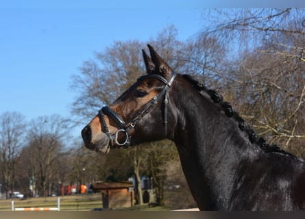 Deutsches Sportpferd, Stute, 4 Jahre, 170 cm, Dunkelbrauner