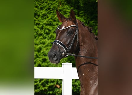 Deutsches Sportpferd, Stute, 4 Jahre, 170 cm, Dunkelfuchs