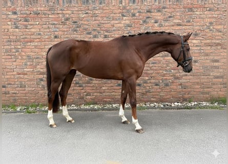 Deutsches Sportpferd, Stute, 4 Jahre, 170 cm, Dunkelfuchs