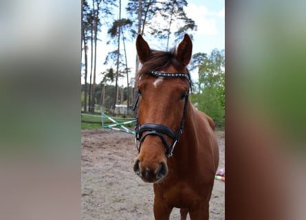 Deutsches Sportpferd, Stute, 4 Jahre, 170 cm, Fuchs