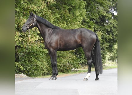 Deutsches Sportpferd, Stute, 4 Jahre, 170 cm, Rappe