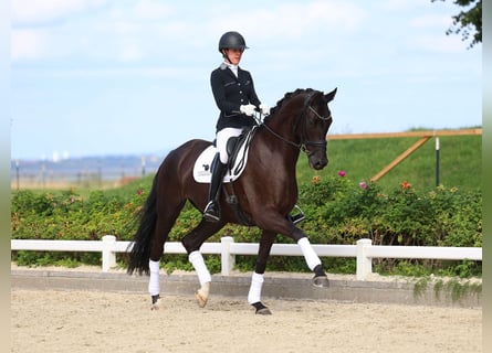 Deutsches Sportpferd, Stute, 4 Jahre, 170 cm, Rappe