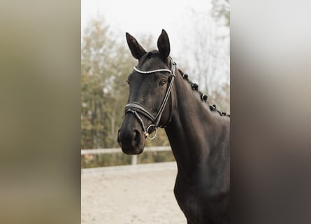 Deutsches Sportpferd, Stute, 4 Jahre, 170 cm, Rappe