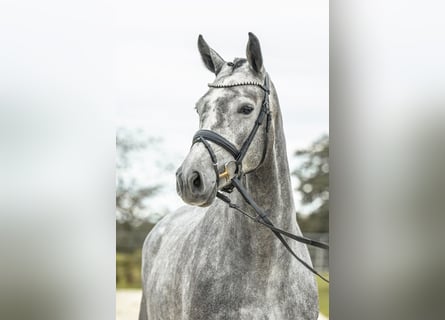 Deutsches Sportpferd, Stute, 4 Jahre, 170 cm, Schimmel