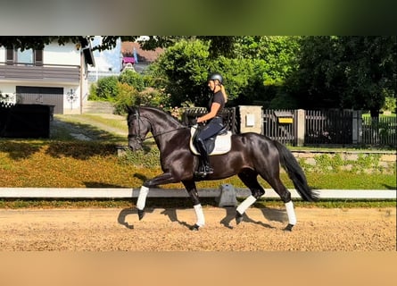 Deutsches Sportpferd, Stute, 4 Jahre, 171 cm, Rappe