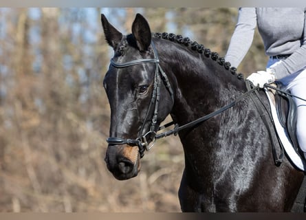 Deutsches Sportpferd, Stute, 4 Jahre, 171 cm, Schwarzbrauner