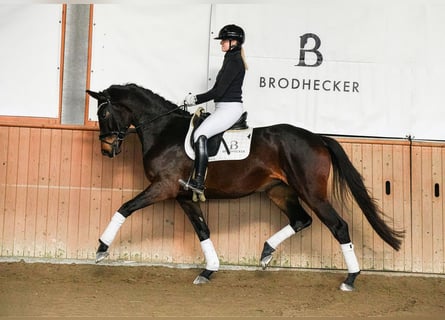 Deutsches Sportpferd, Stute, 4 Jahre, 172 cm, Dunkelbrauner