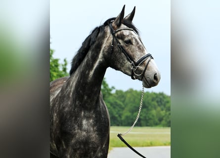 Deutsches Sportpferd, Stute, 4 Jahre, 172 cm, Schimmel