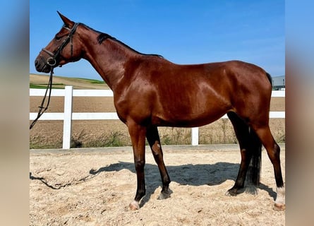 Deutsches Sportpferd, Stute, 4 Jahre, 173 cm, Brauner