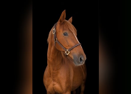 Deutsches Sportpferd, Stute, 4 Jahre, 173 cm, Fuchs