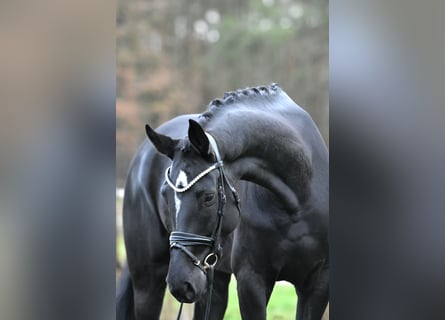 Deutsches Sportpferd, Stute, 4 Jahre, 173 cm, Rappe