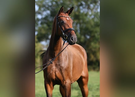 Deutsches Sportpferd, Stute, 4 Jahre, 174 cm, Brauner