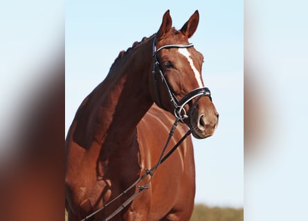 Deutsches Sportpferd, Stute, 4 Jahre, 174 cm, Dunkelfuchs