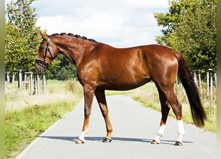 Deutsches Sportpferd, Stute, 4 Jahre, 174 cm, Dunkelfuchs