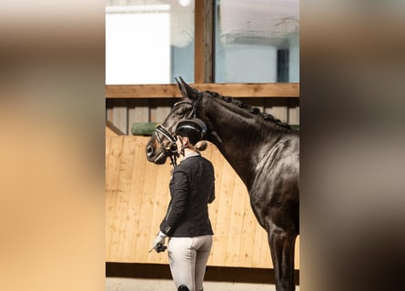 Deutsches Sportpferd, Stute, 4 Jahre, 174 cm, Schwarzbrauner