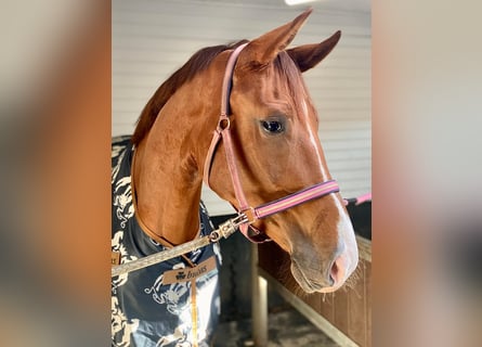 Deutsches Sportpferd, Stute, 4 Jahre, 175 cm, Dunkelfuchs