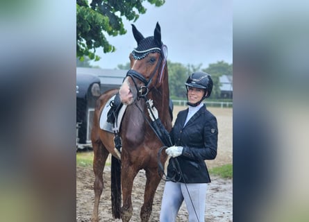 Deutsches Sportpferd, Stute, 4 Jahre, 175 cm, Fuchs