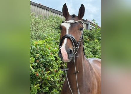 Deutsches Sportpferd, Stute, 4 Jahre, 176 cm