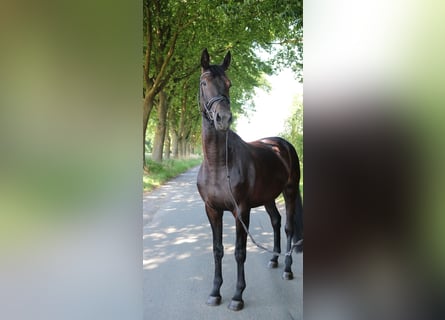 Deutsches Sportpferd, Stute, 4 Jahre, 176 cm, Rappe