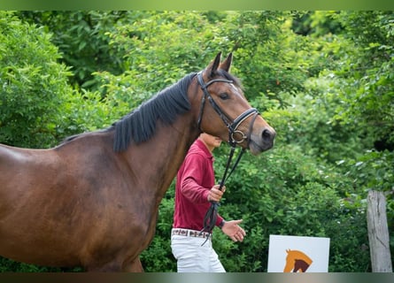 Deutsches Sportpferd, Stute, 4 Jahre, Brauner