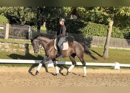 Deutsches Sportpferd, Stute, 4 Jahre, Rappe