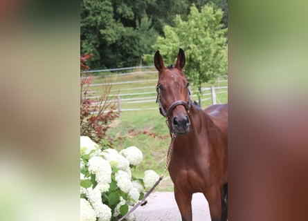 Deutsches Sportpferd, Stute, 5 Jahre, 162 cm, Brauner