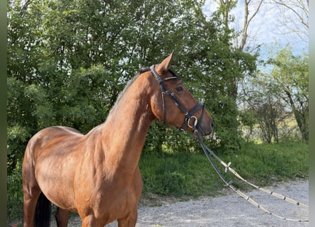 Deutsches Sportpferd, Stute, 5 Jahre, 163 cm, Brauner