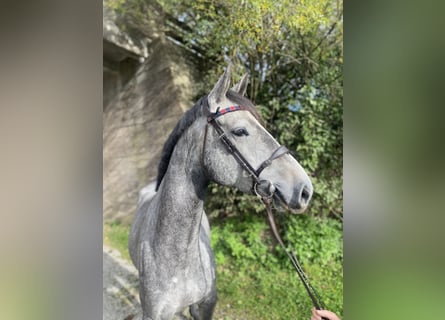 Deutsches Sportpferd, Stute, 5 Jahre, 163 cm