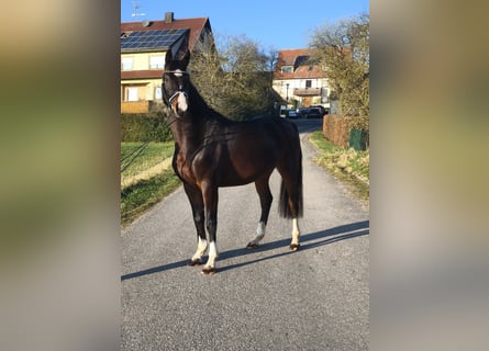 Deutsches Sportpferd, Stute, 5 Jahre, 164 cm, Brauner