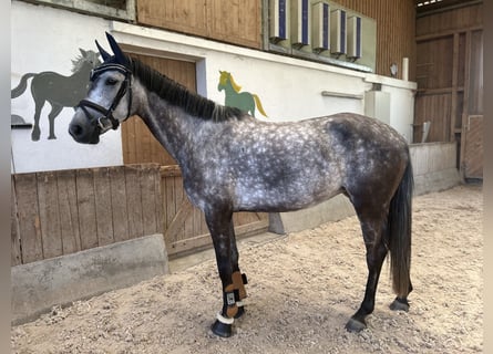 Deutsches Sportpferd, Stute, 5 Jahre, 165 cm, Apfelschimmel