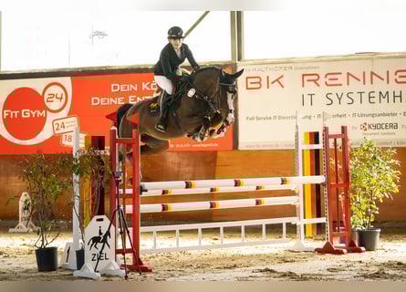Deutsches Sportpferd, Stute, 5 Jahre, 165 cm, Brauner