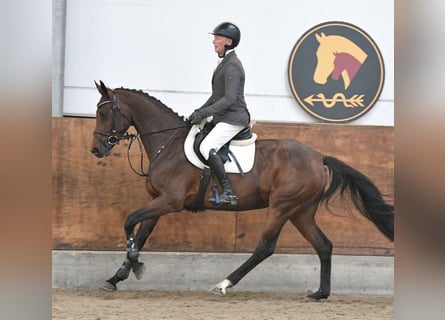 Deutsches Sportpferd, Stute, 5 Jahre, 165 cm, Brauner