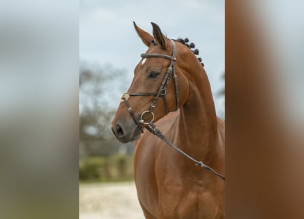 Deutsches Sportpferd, Stute, 5 Jahre, 165 cm, Brauner