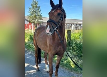 Deutsches Sportpferd, Stute, 5 Jahre, 165 cm, Dunkelfuchs