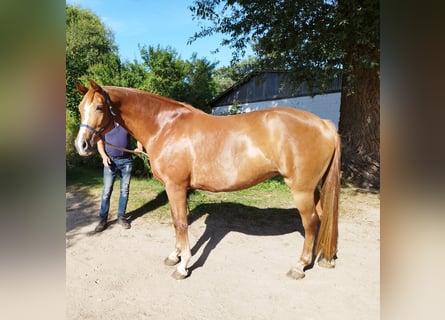 Deutsches Sportpferd, Stute, 5 Jahre, 165 cm, Fuchs