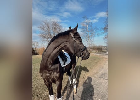 Deutsches Sportpferd, Stute, 5 Jahre, 165 cm, Rappe