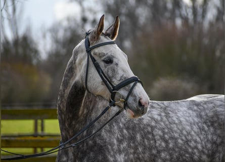 Deutsches Sportpferd, Stute, 5 Jahre, 165 cm, Schimmel