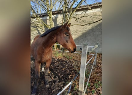 Deutsches Sportpferd, Stute, 5 Jahre, 166 cm, Brauner