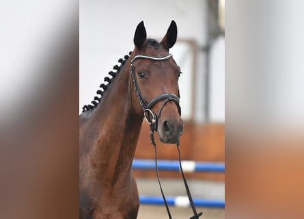 Deutsches Sportpferd, Stute, 5 Jahre, 166 cm, Brauner