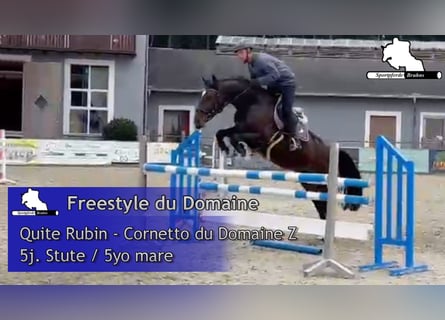 Deutsches Sportpferd, Stute, 5 Jahre, 166 cm, Dunkelbrauner