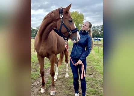 Deutsches Sportpferd, Stute, 5 Jahre, 166 cm, Fuchs